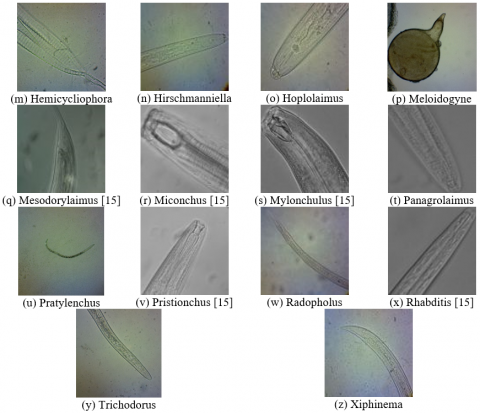 Transfer Learning using Hybrid Convolution and Attention Model for ...