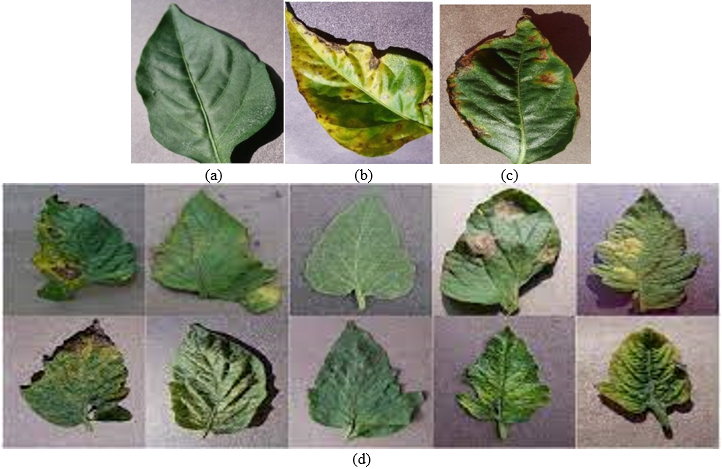 A Capsule Attention Network for Plant Disease Classification | IIETA
